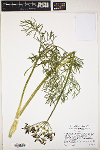 Lomatium suksdorfii image