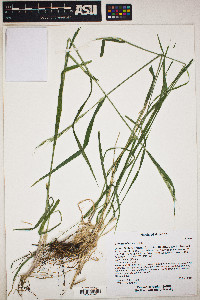 Elymus glaucus image