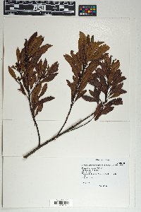 Morella pubescens image