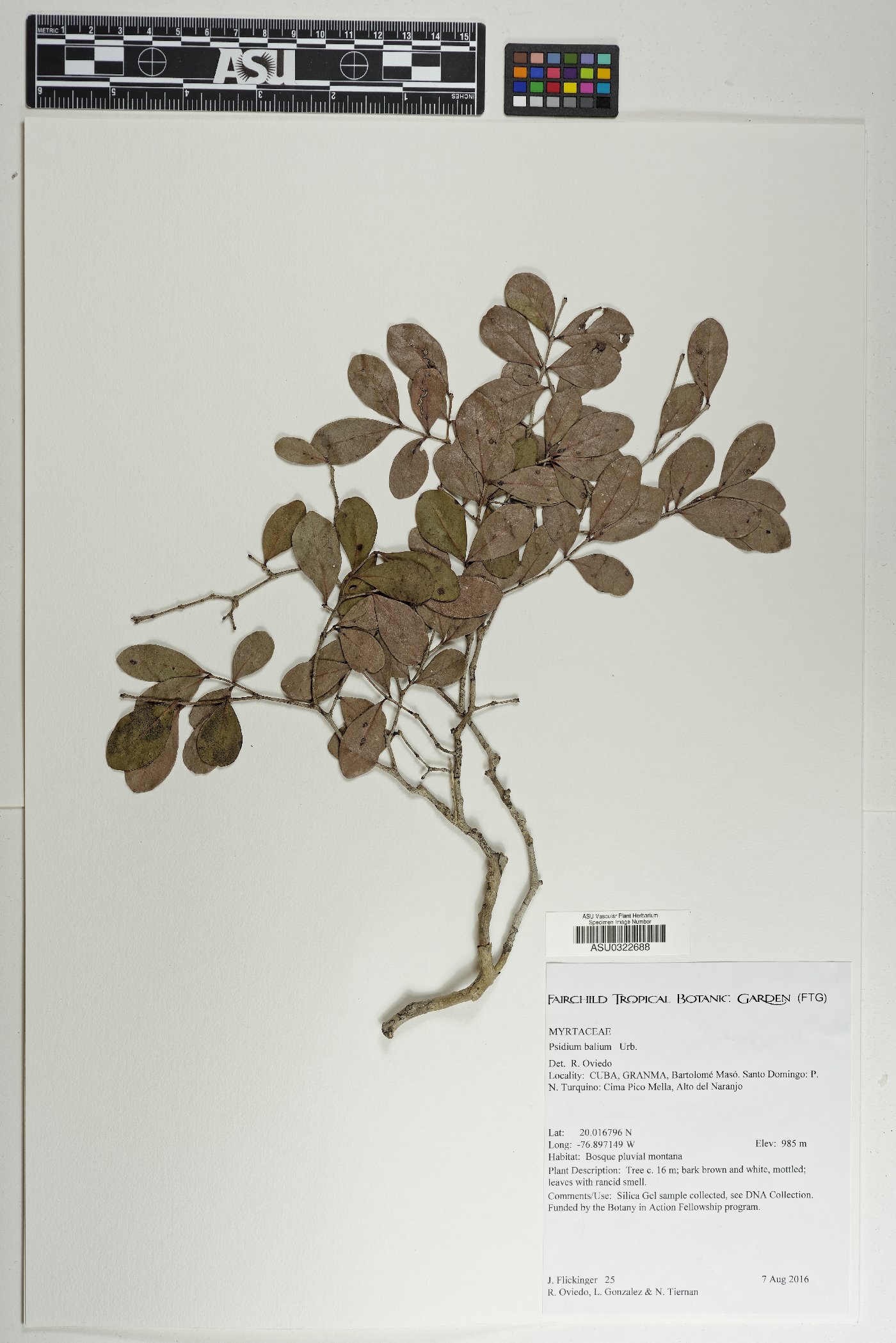 Psidium parvifolium image