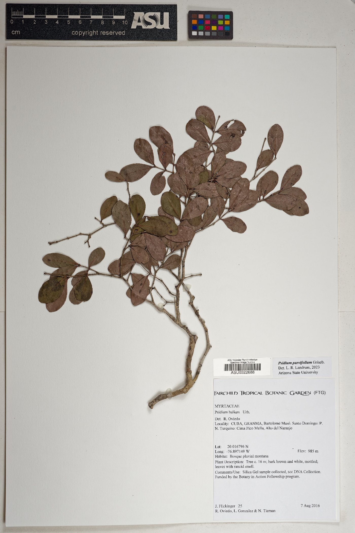 Psidium parvifolium image