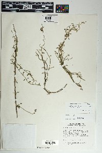 Matelea parvifolia image