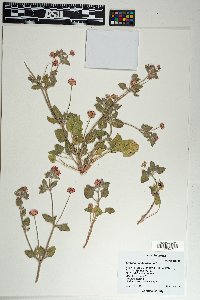 Eriogonum abertianum image