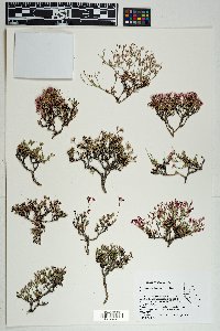 Eriogonum microthecum var. arceuthinum image