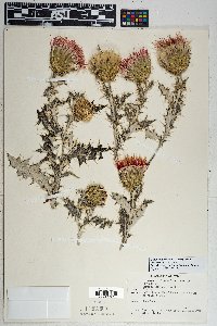 Cirsium townsendii image