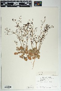 Eriogonum thurberi image