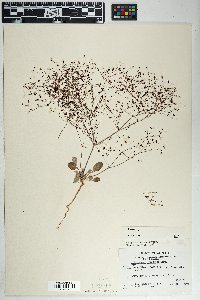 Eriogonum thomasii image