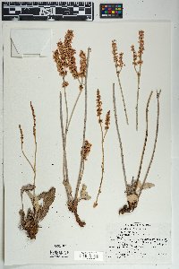 Eriogonum racemosum image