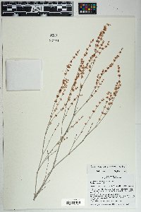 Eriogonum polycladon image