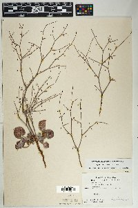 Eriogonum deflexum var. deflexum image