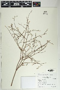 Eriogonum deflexum var. deflexum image
