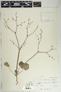 Eriogonum deflexum var. deflexum image