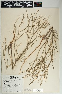 Eriogonum deflexum var. deflexum image