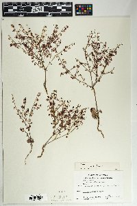Eriogonum deflexum image