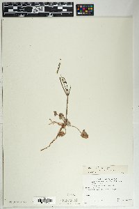 Eriogonum deflexum image