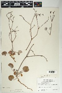 Eriogonum deflexum image