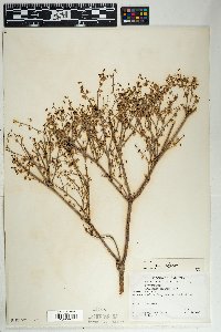 Eriogonum deflexum image