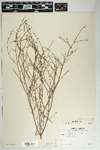 Eriogonum deflexum image