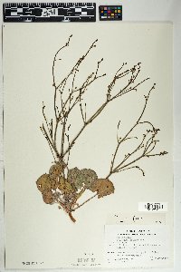 Eriogonum deflexum var. deflexum image