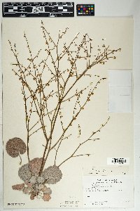 Eriogonum deflexum var. deflexum image