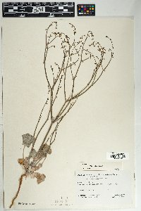 Eriogonum deflexum var. deflexum image