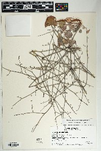 Eriogonum deflexum var. deflexum image
