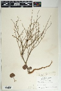 Eriogonum deflexum var. deflexum image