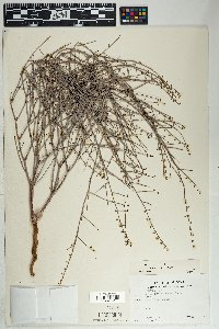 Eriogonum deflexum image