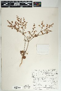 Eriogonum deflexum var. deflexum image