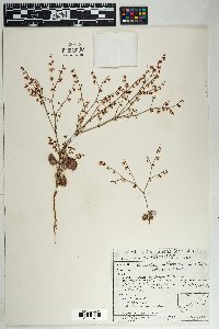 Eriogonum deflexum var. deflexum image