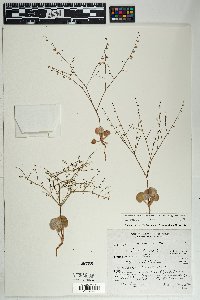 Eriogonum deflexum var. deflexum image