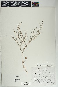 Eriogonum deflexum image