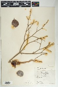 Eriogonum deflexum var. deflexum image