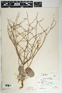 Eriogonum deflexum image