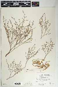 Eriogonum deflexum var. deflexum image
