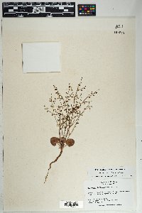 Eriogonum deflexum var. deflexum image