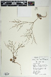 Eriogonum deflexum image