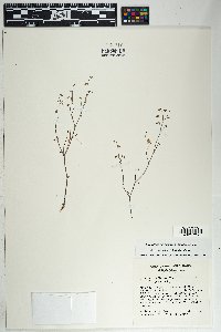 Eriogonum deflexum var. deflexum image