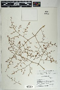 Eriogonum deflexum var. deflexum image