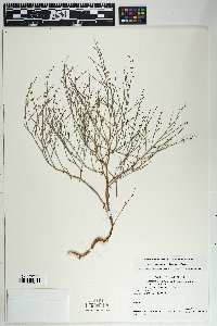 Eriogonum deflexum var. deflexum image