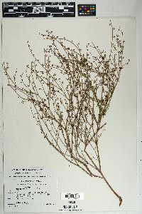 Eriogonum deflexum var. deflexum image