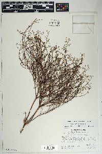 Eriogonum deflexum var. deflexum image