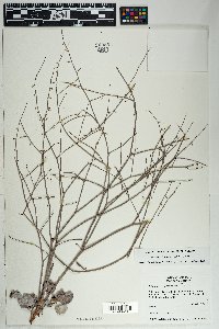 Eriogonum deflexum image