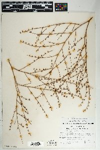 Eriogonum deflexum image