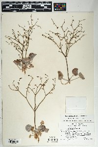 Eriogonum deflexum var. deflexum image