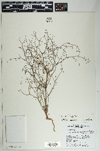 Eriogonum deflexum var. deflexum image