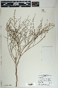 Eriogonum deflexum var. deflexum image