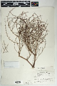 Eriogonum deflexum image