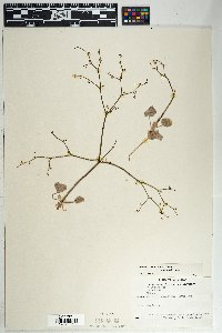 Eriogonum deflexum var. deflexum image
