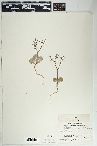 Eriogonum deflexum var. deflexum image